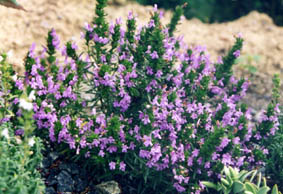 Satureja montanna ssp illyrica